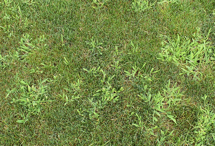 What Does Crabgrass Look Like?