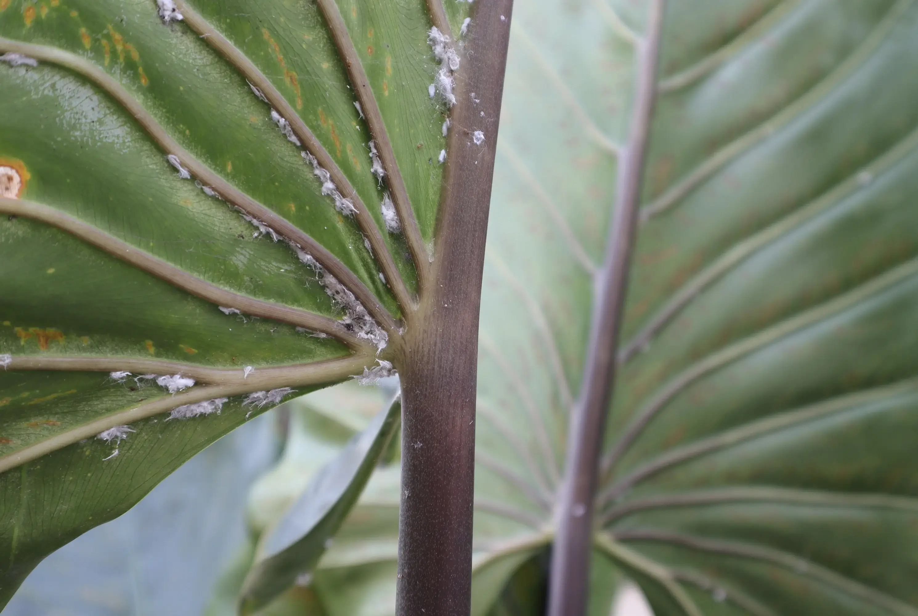 Mealybugs on Houseplants: Get Rid of Them Without Hurting the Plant