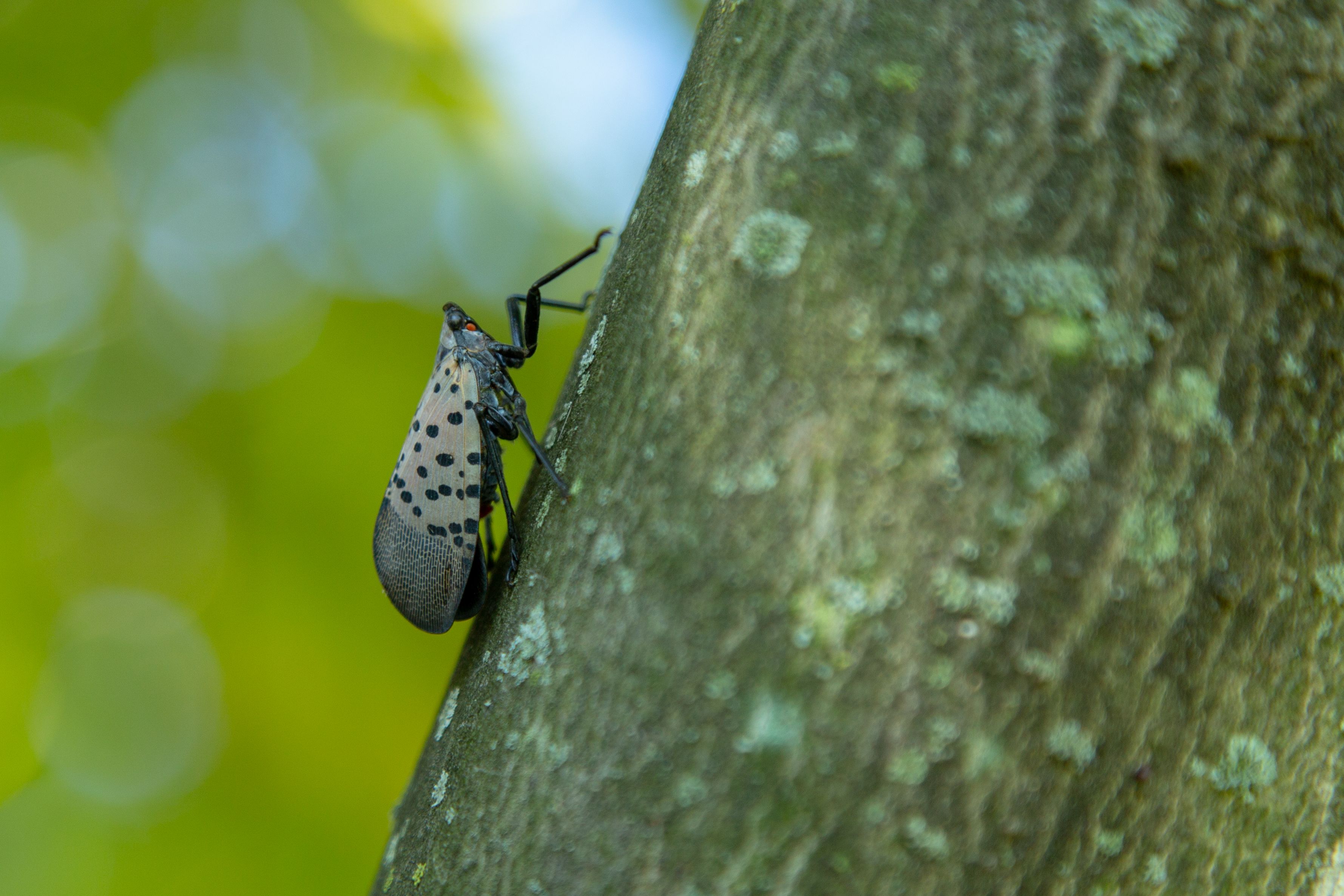 Spotted Lanternfly in Your Yard: ID, Control, and What to Do